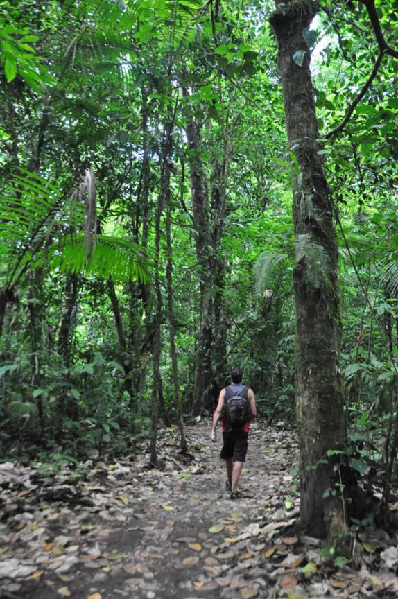 Caminho na mata do Parque Nacional Arenal, na Costa Rica